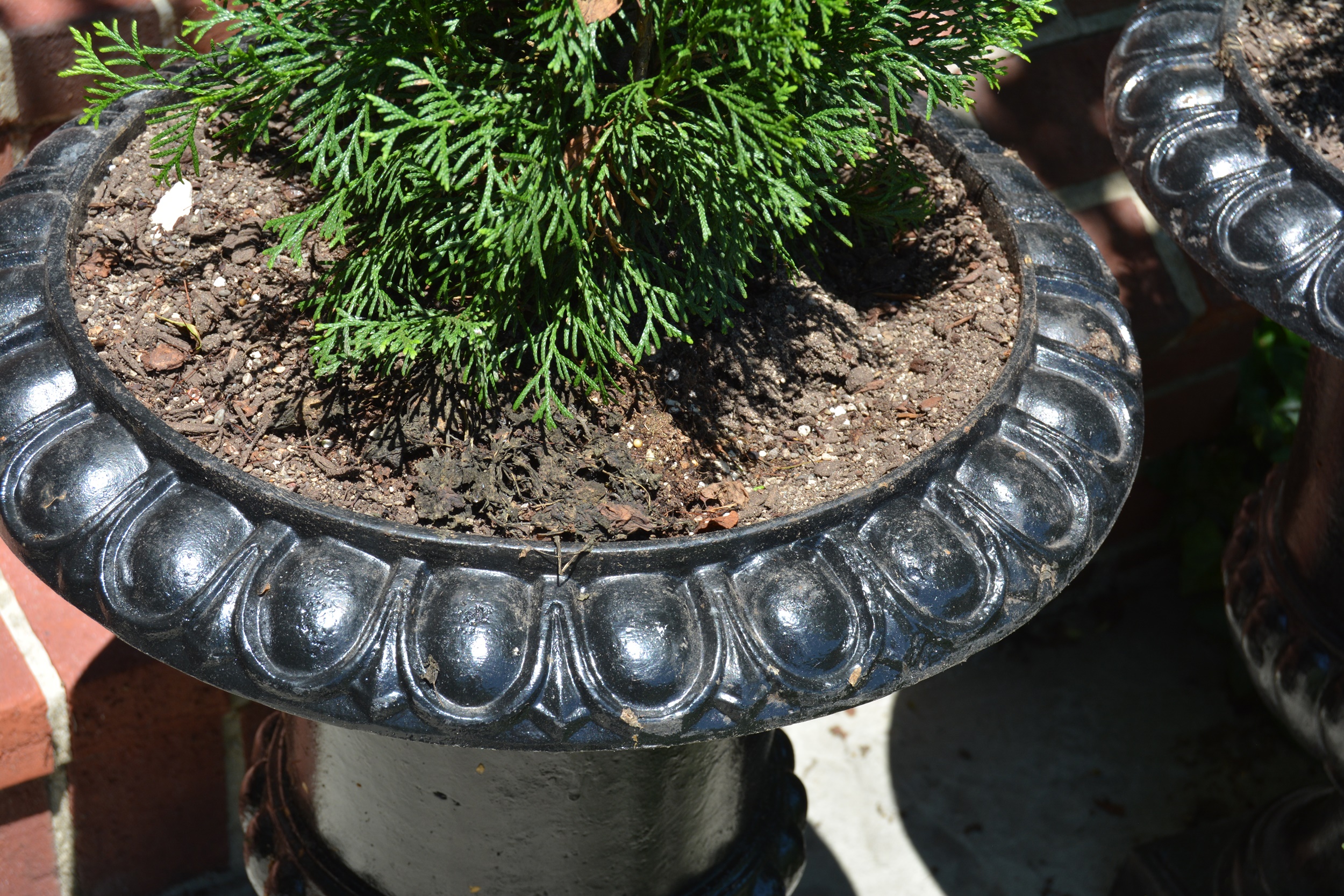 Live Arborvitae Shrubs in Black Metal UrnShaped Planters EBTH