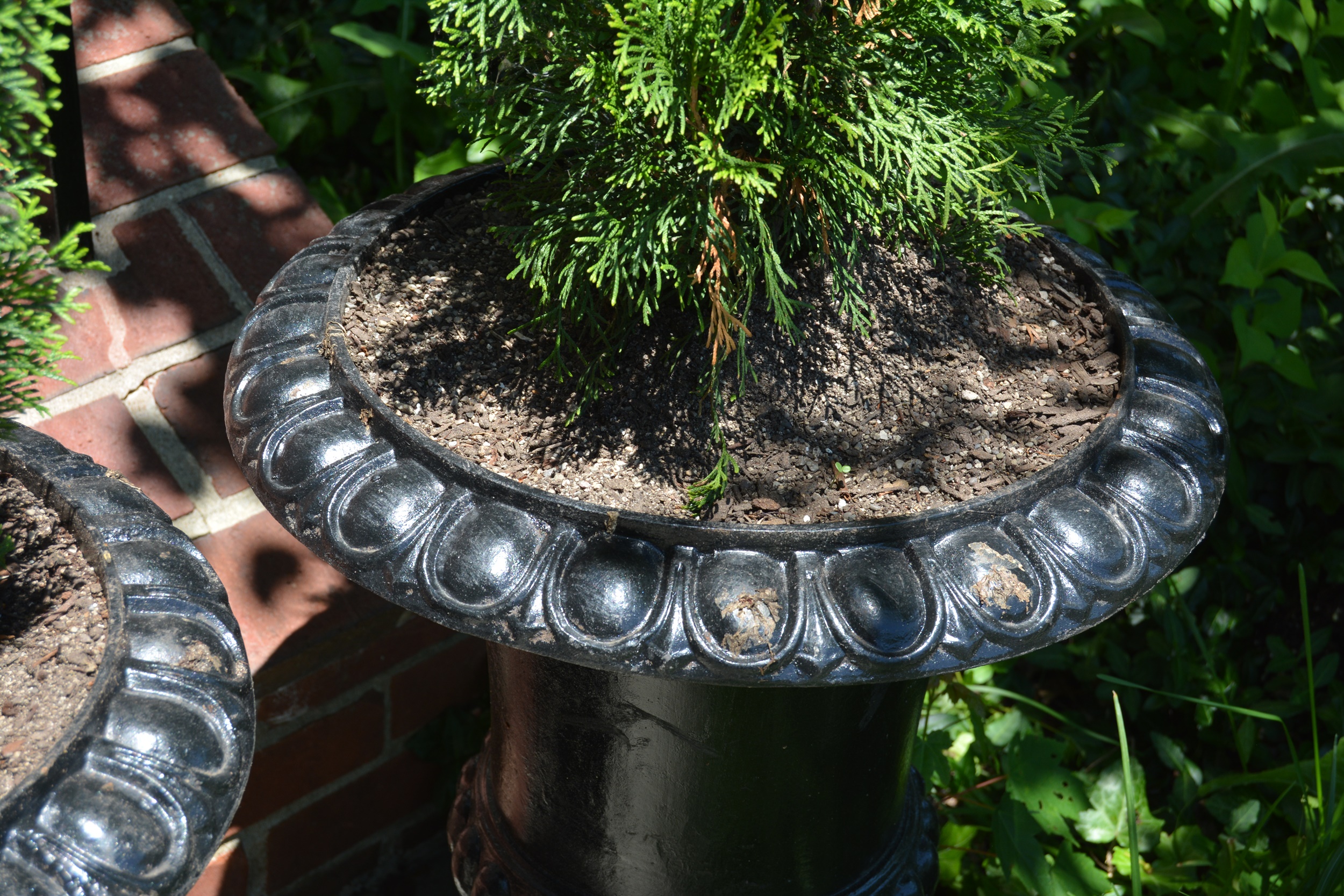 Live Arborvitae Shrubs in Black Metal UrnShaped Planters EBTH