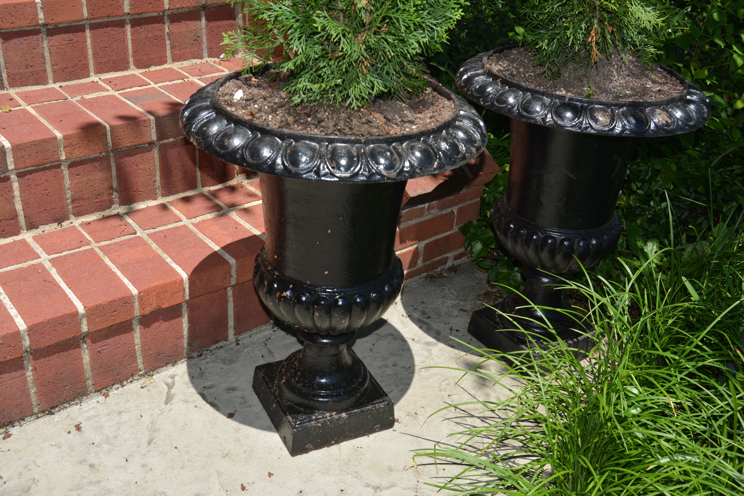 Live Arborvitae Shrubs in Black Metal UrnShaped Planters EBTH