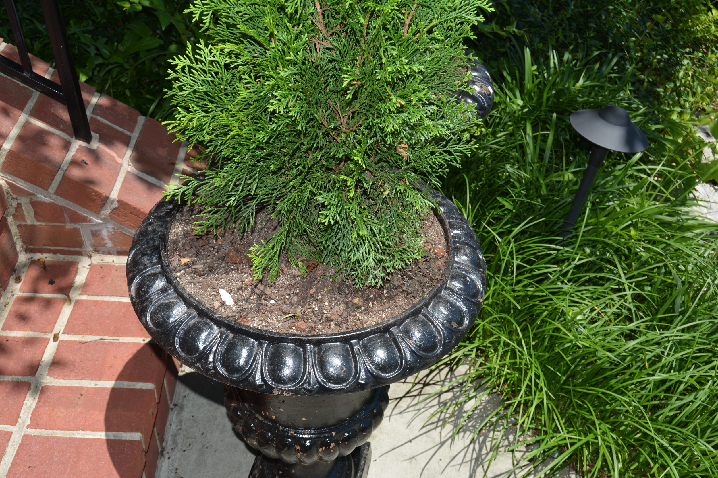 Live Arborvitae Shrubs in Black Metal UrnShaped Planters EBTH