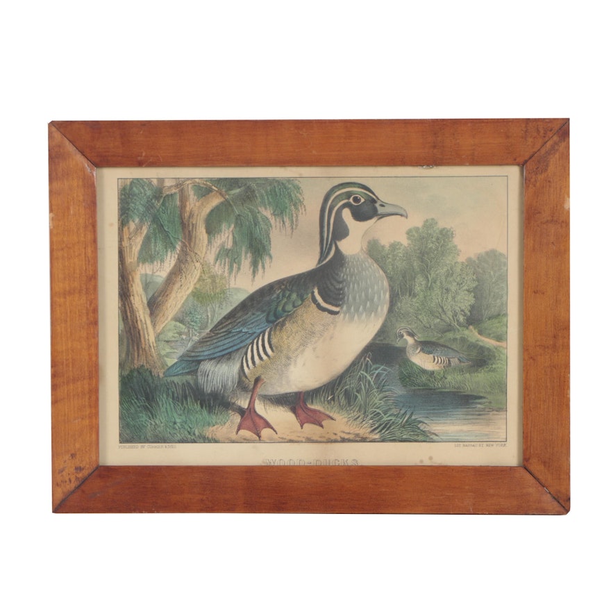 Currier and Ives Water Fowl Color Lithograph "Wood-Duck"