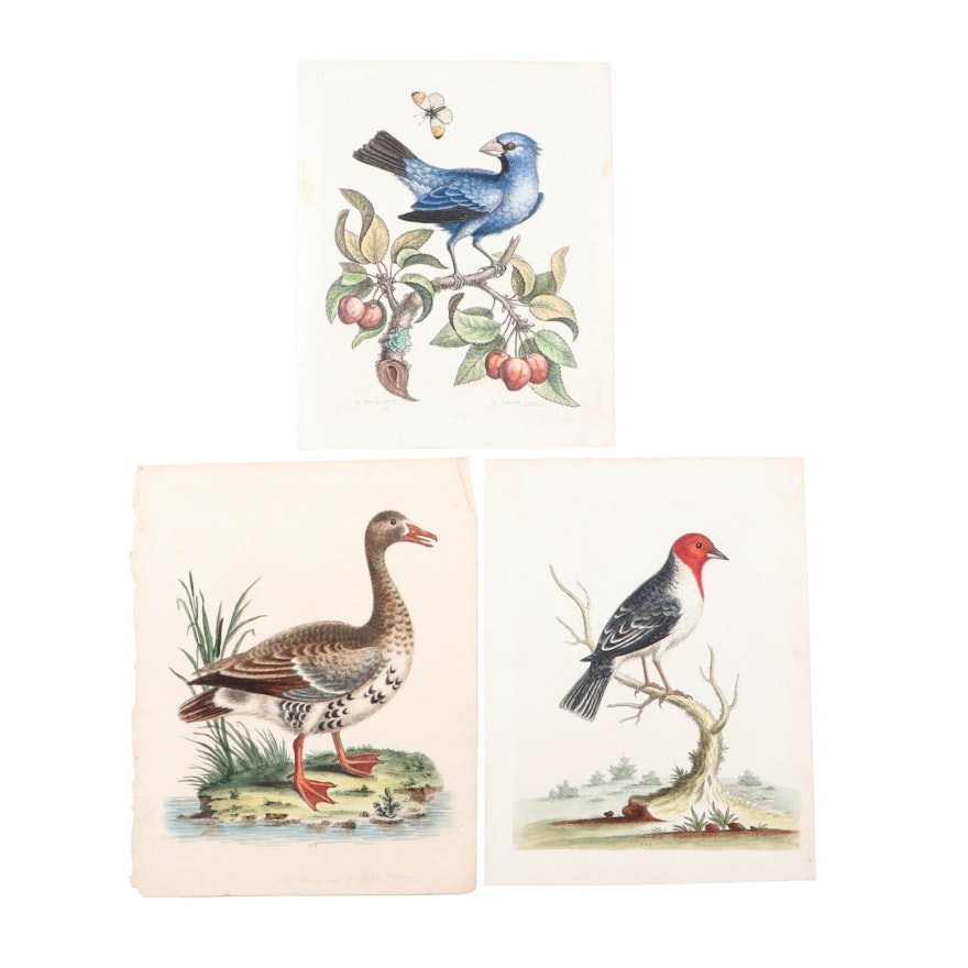 George Edwards 18th Century Hand-colored Ornithological Engravings