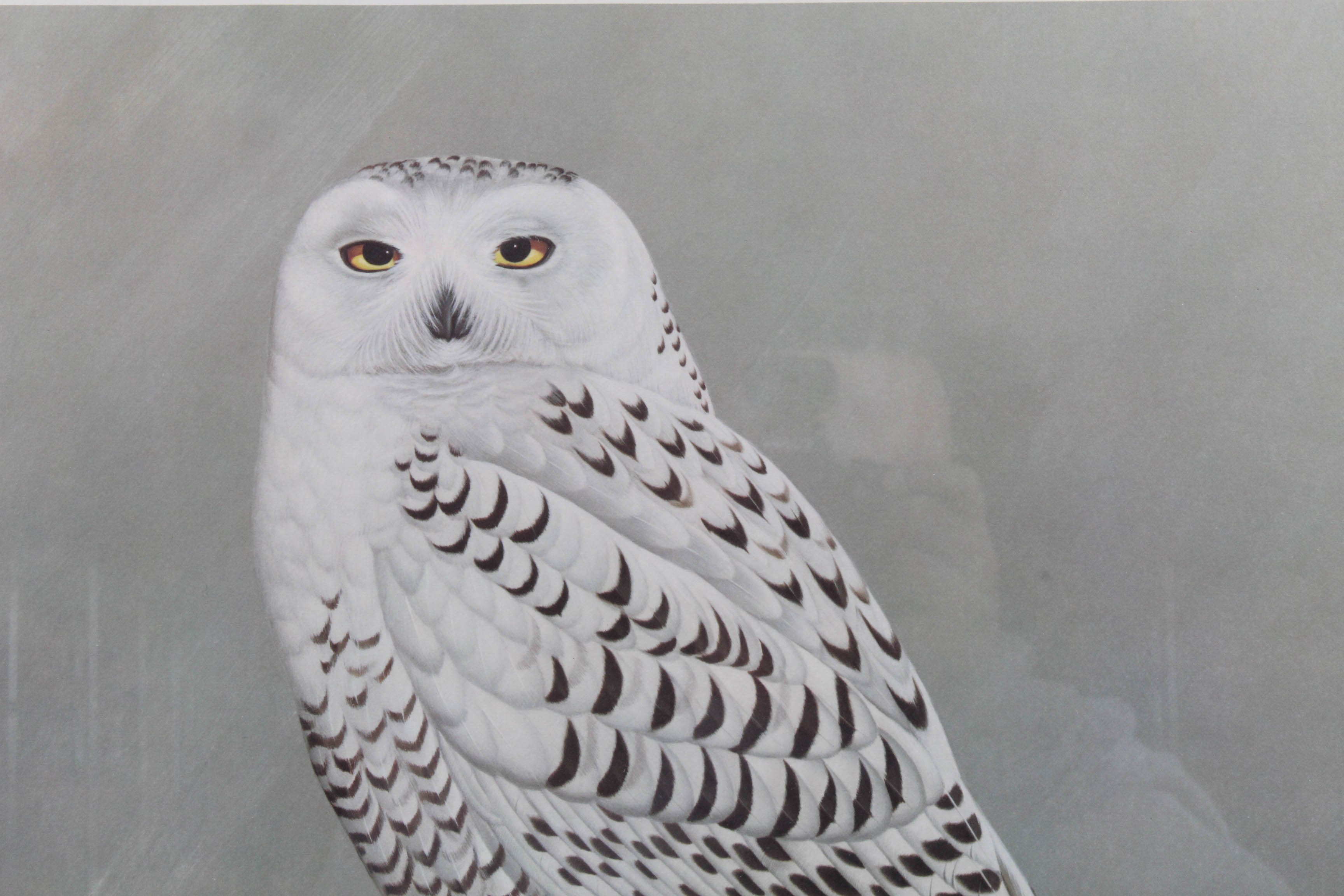 John Ruthven Offset Lithograph "Snowy Owl" EBTH
