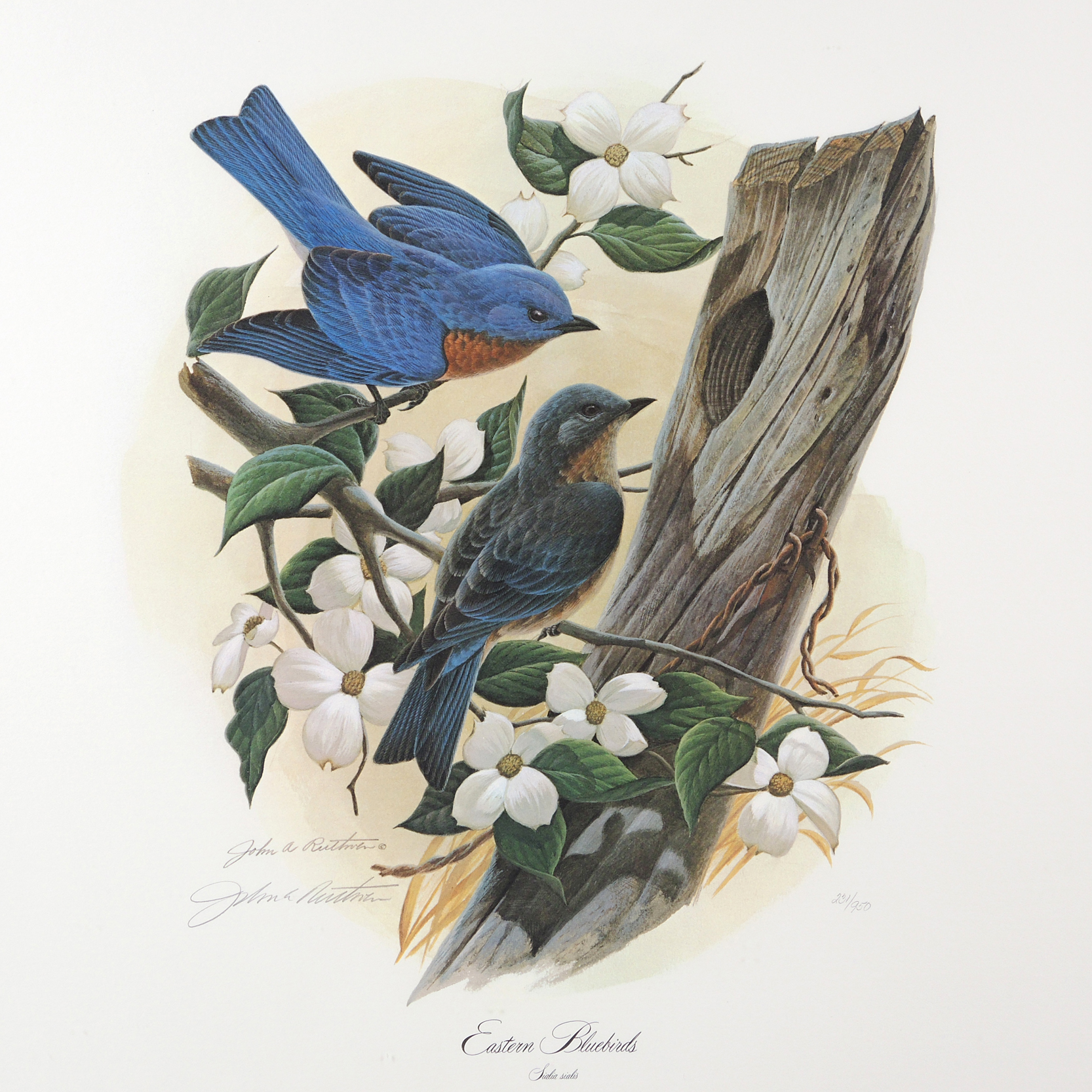 John Ruthven Offset Lithograph "Eastern Bluebirds" EBTH