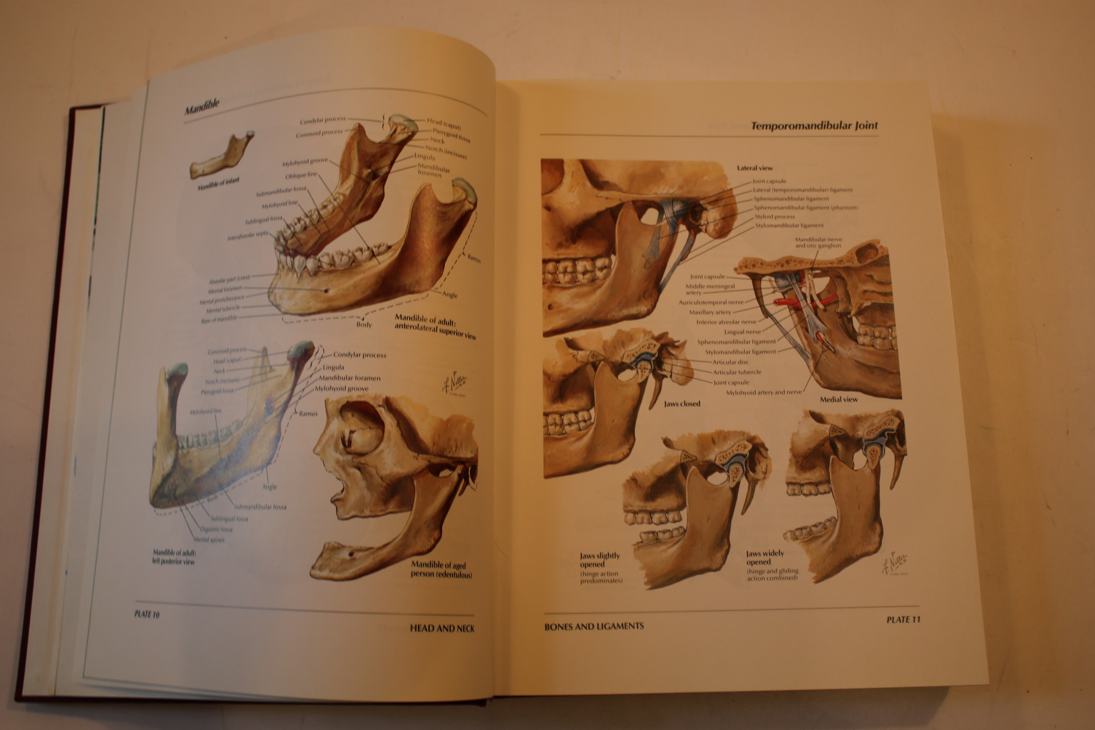 Frank H. Netter "Atlas of Human Anatomy" | EBTH
