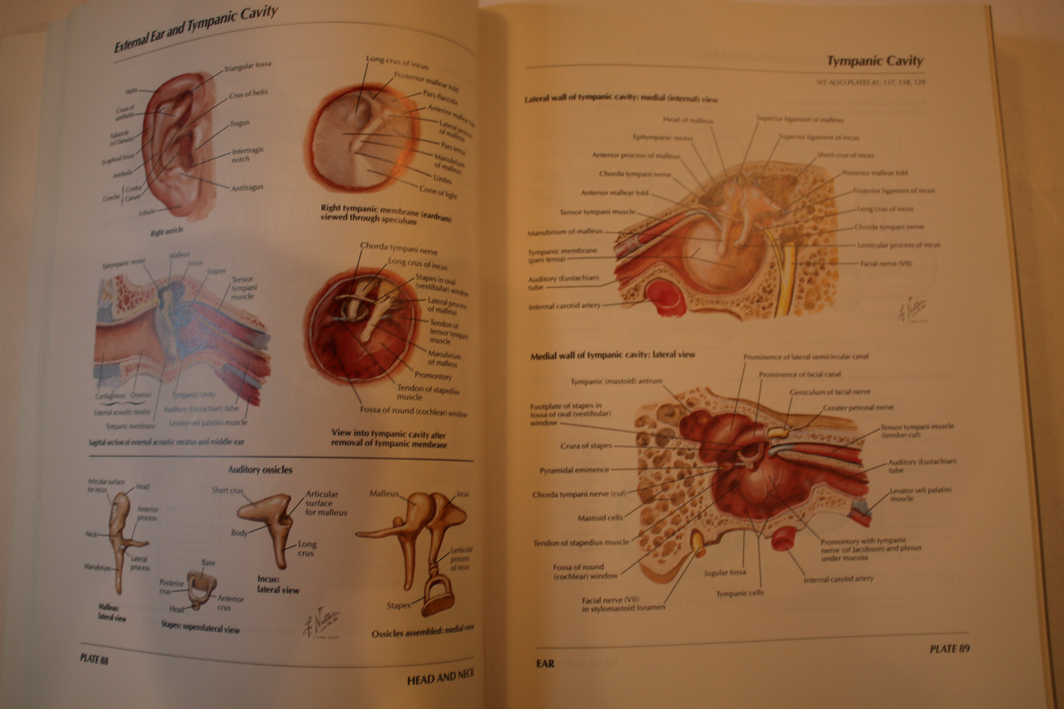 Frank H. Netter "Atlas of Human Anatomy" | EBTH