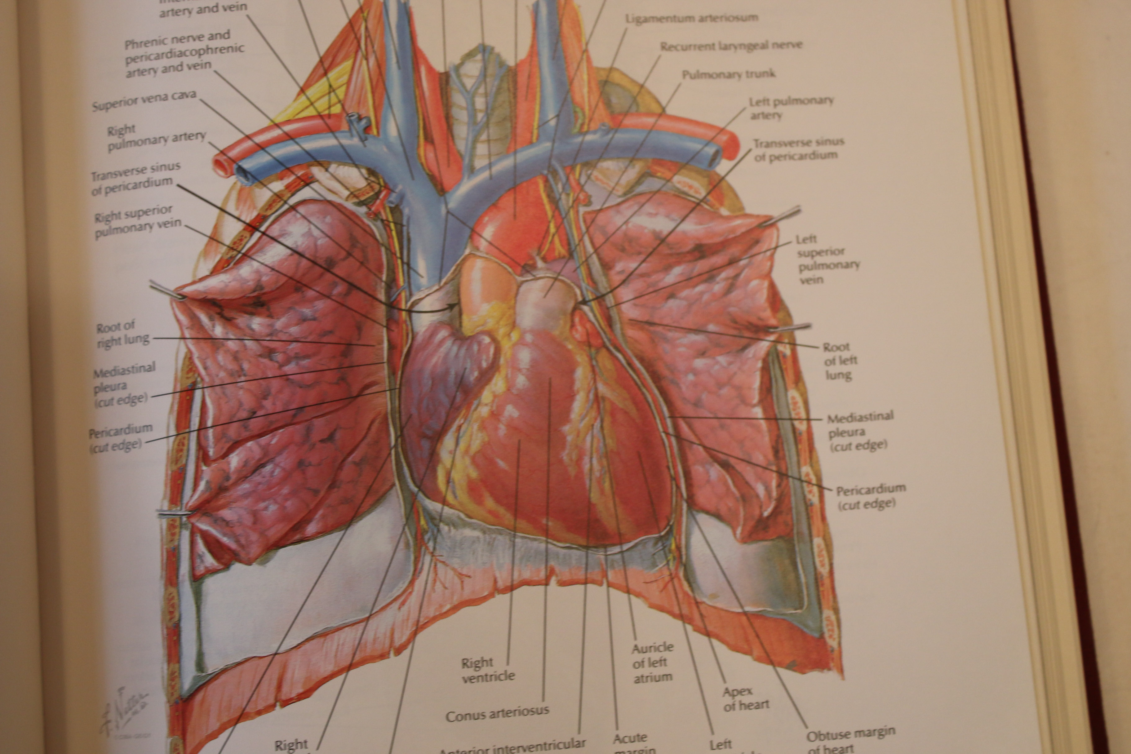 Frank H. Netter "Atlas of Human Anatomy" | EBTH