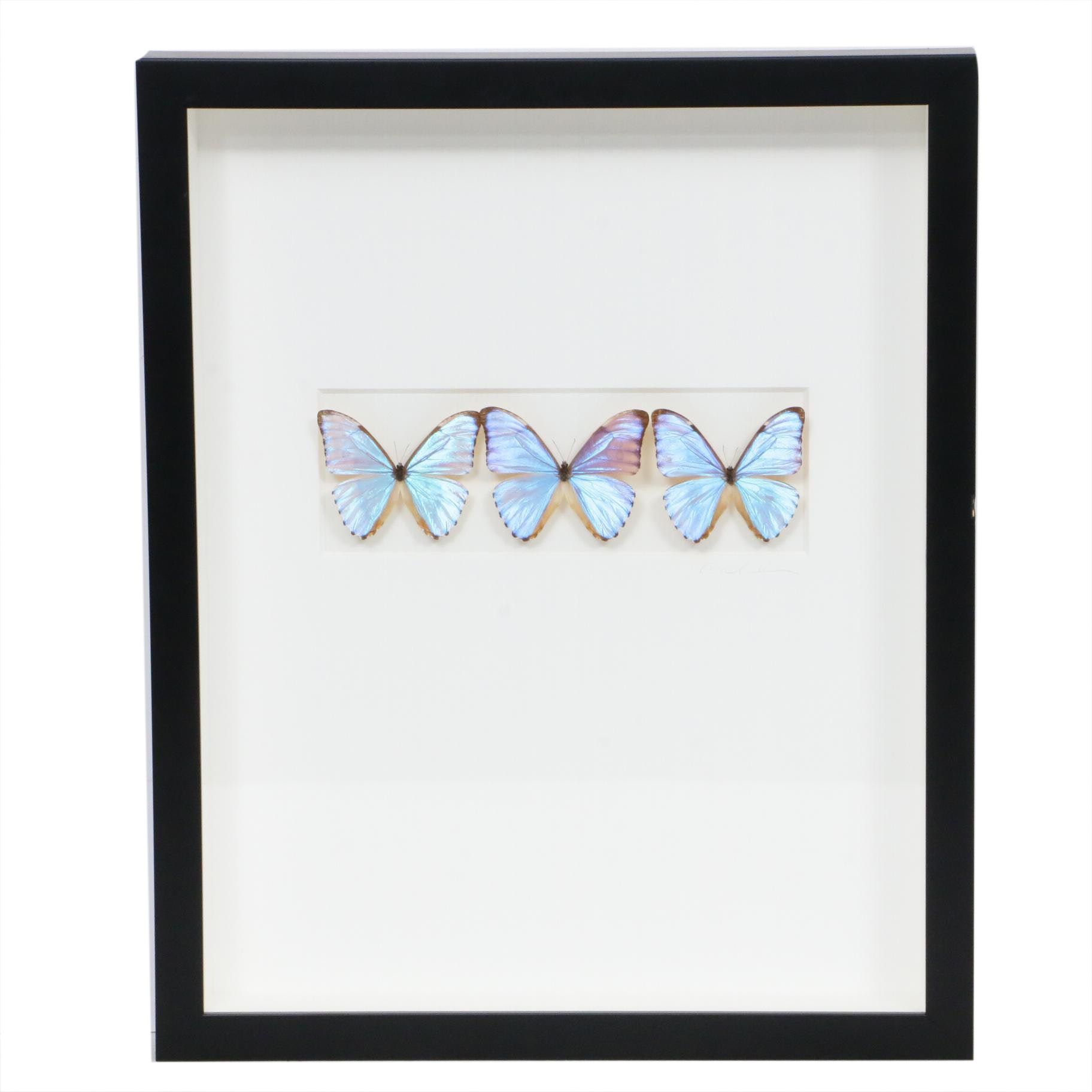 Christopher Marley Mounted Specimen Art "Aurora Trio" EBTH