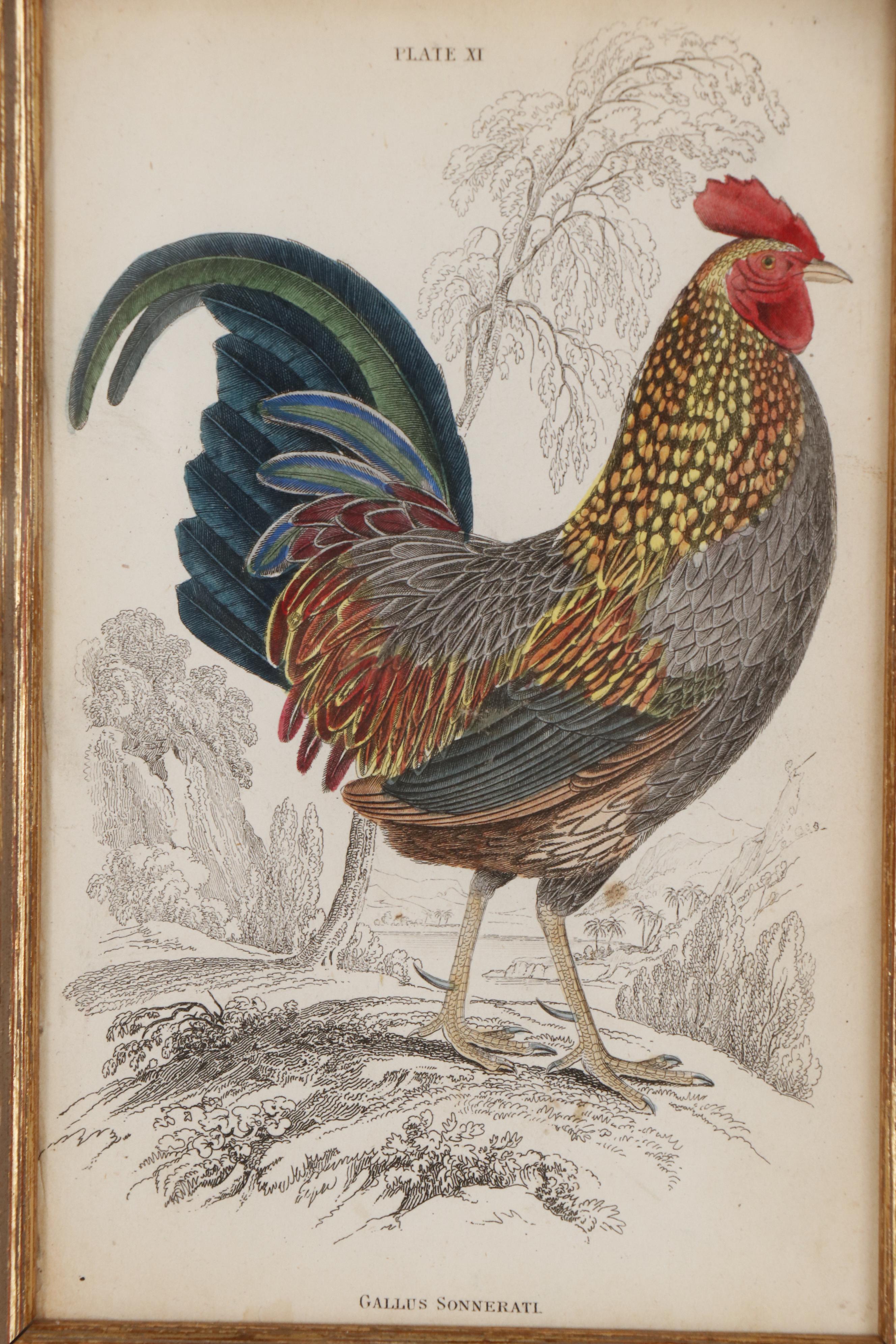William Lizars Etching "Gallus Sonnerati" from "The Naturalist's