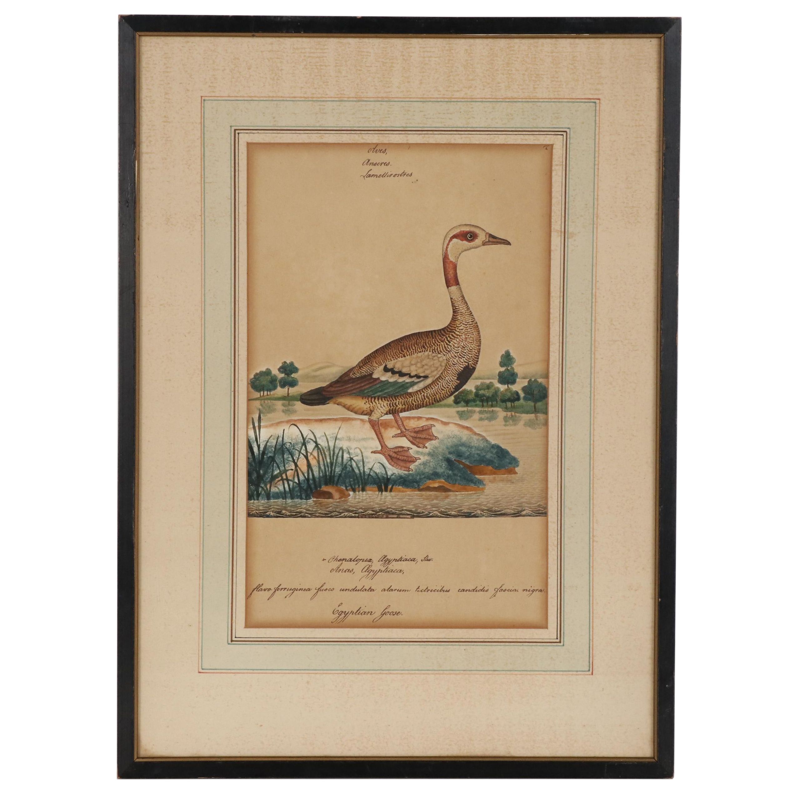 William Goodall Watercolor Illustration "Egyptian Goose", Early 19th Century EBTH