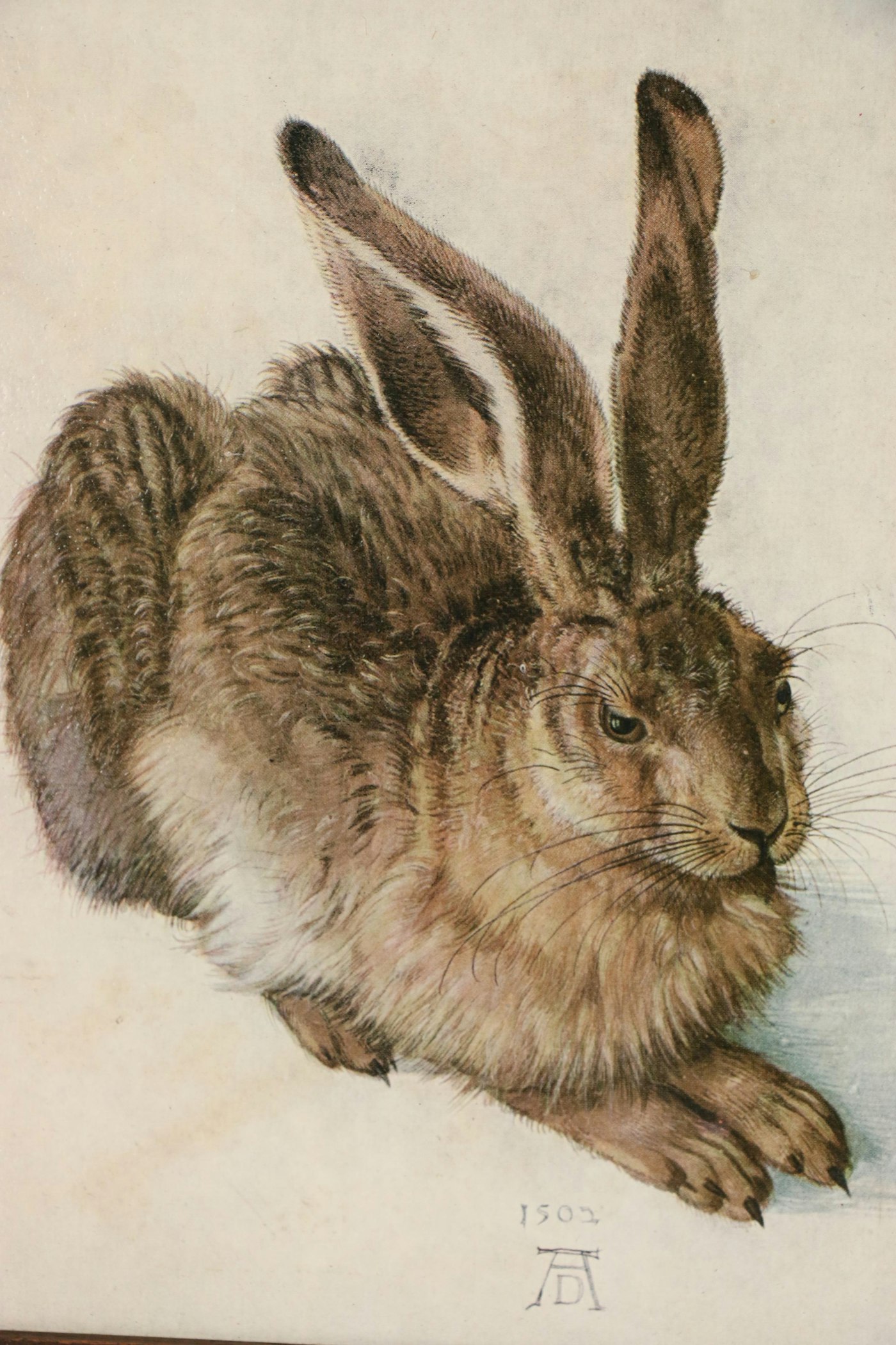 Offset Lithograph after Albrecht Dürer "Young Hare" EBTH