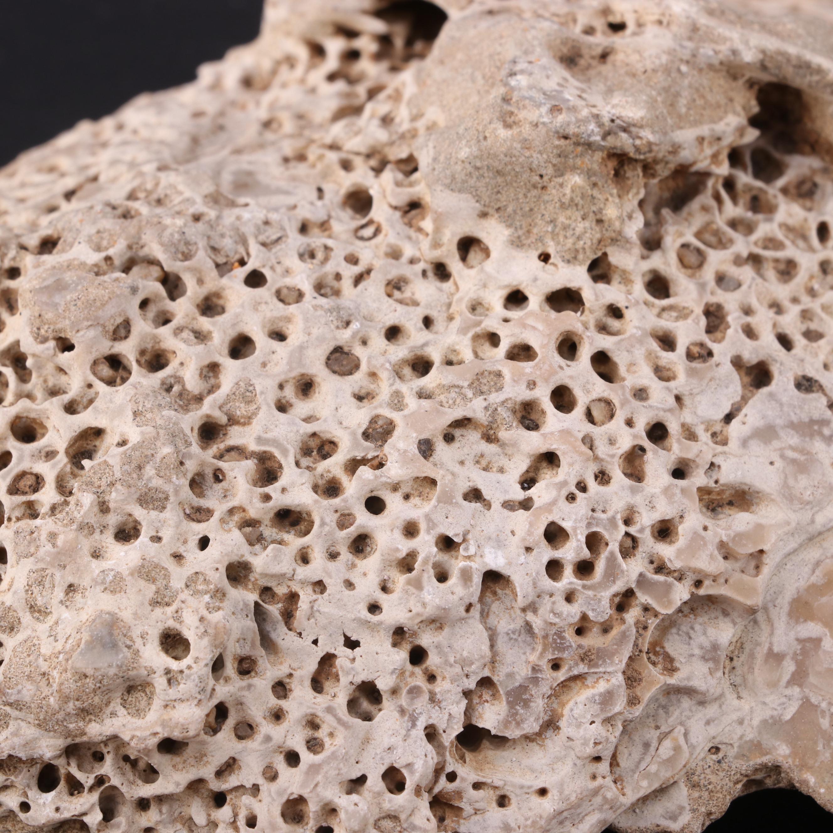 Collection of Fossilized Coral, Sponges, Barnacles and Bivalve Shells