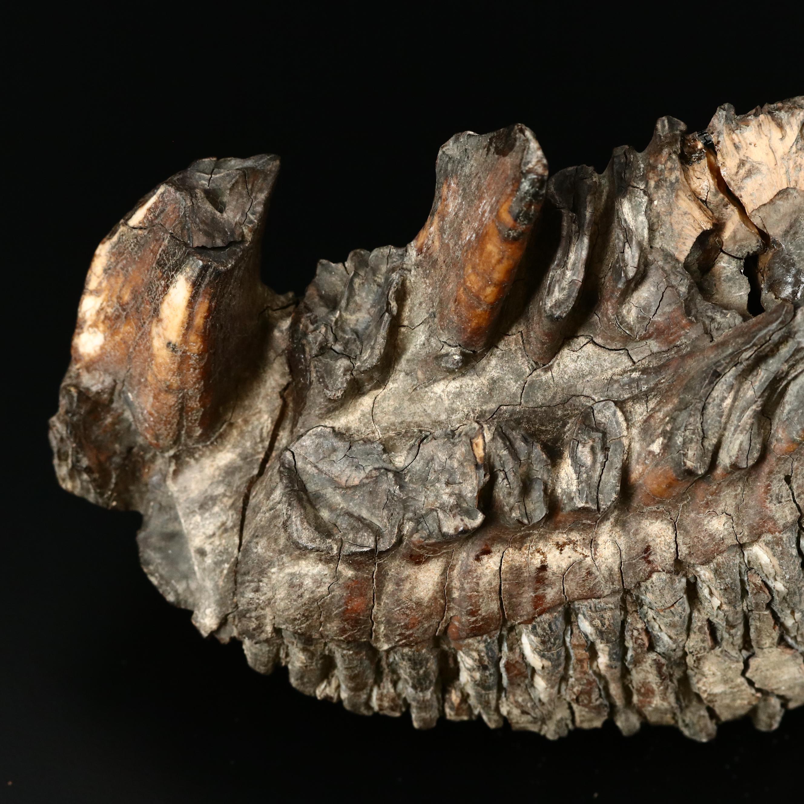 Large Prehistoric Fossilized Mastodon Tooth | EBTH