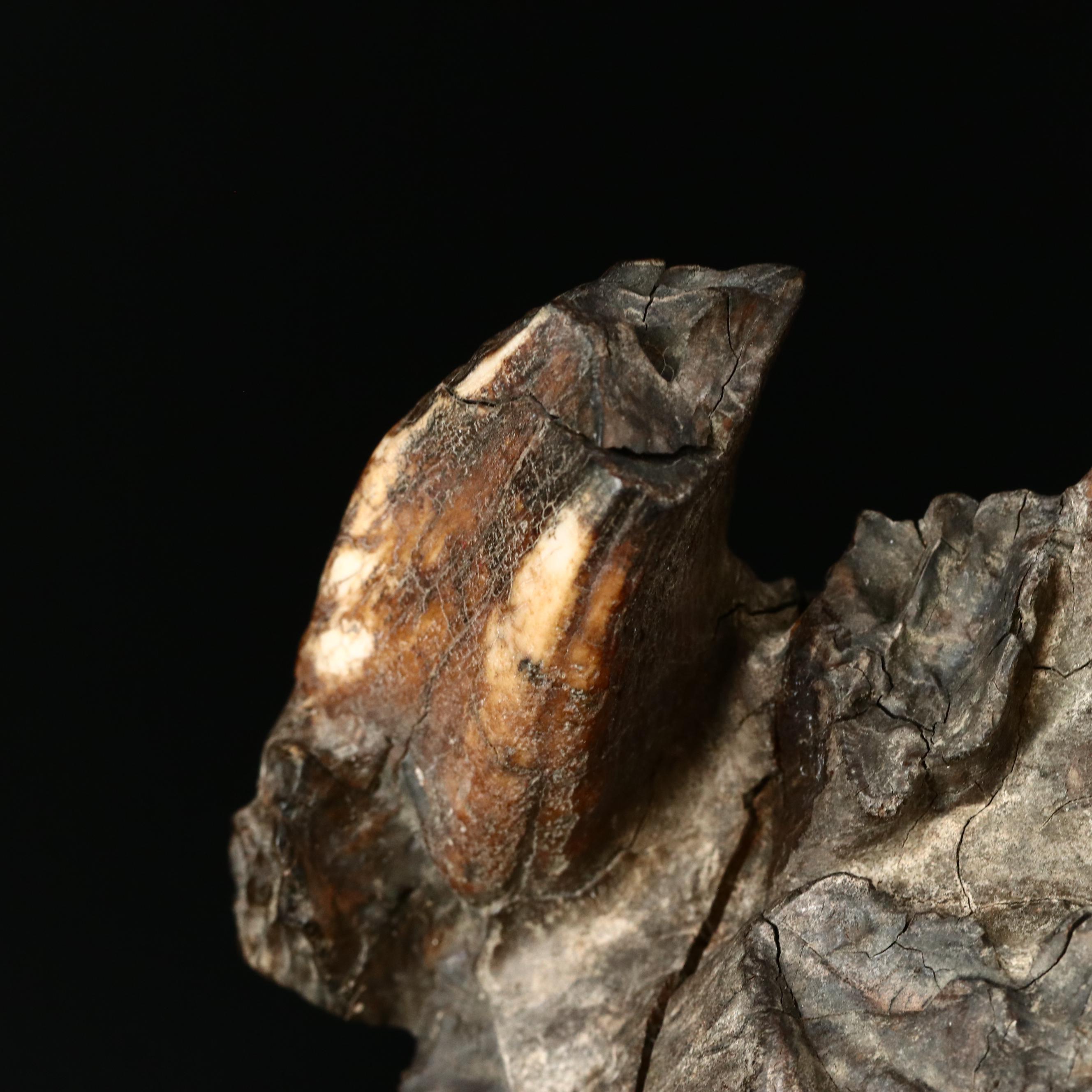 Large Prehistoric Fossilized Mastodon Tooth EBTH