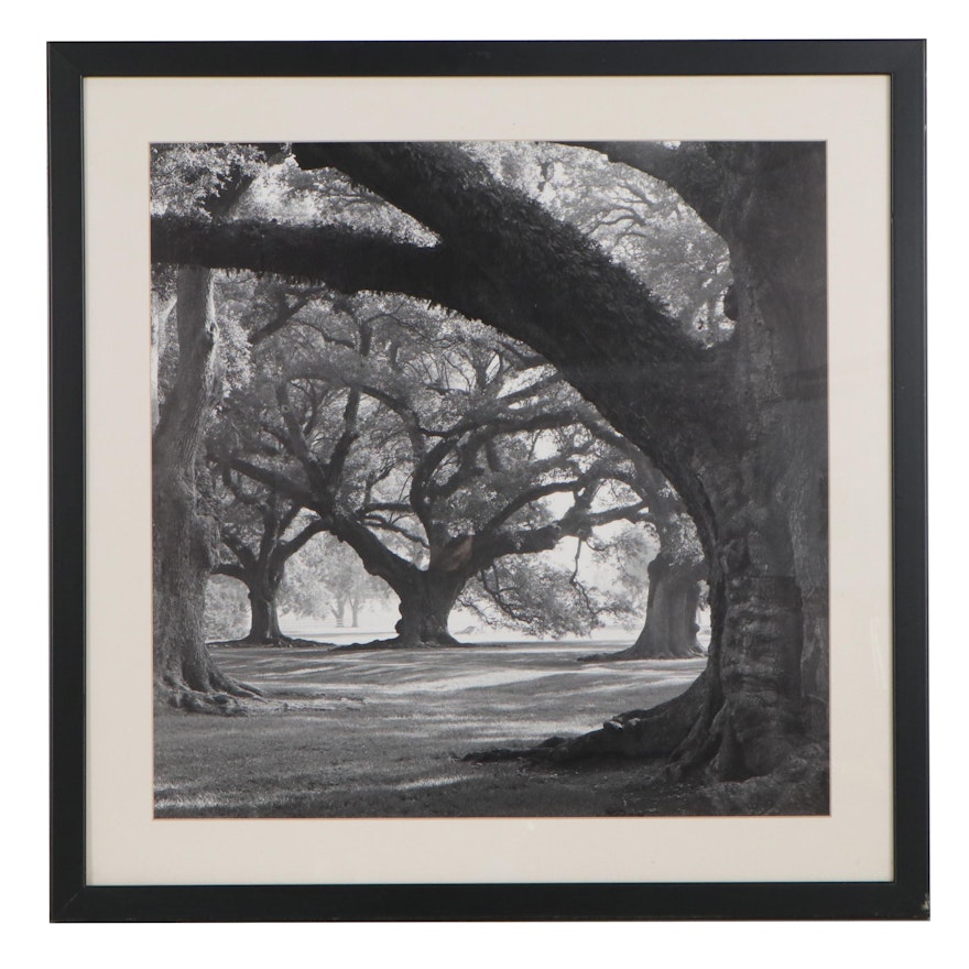 Digital Photograph After William Guion "Oak Alley, West Row"