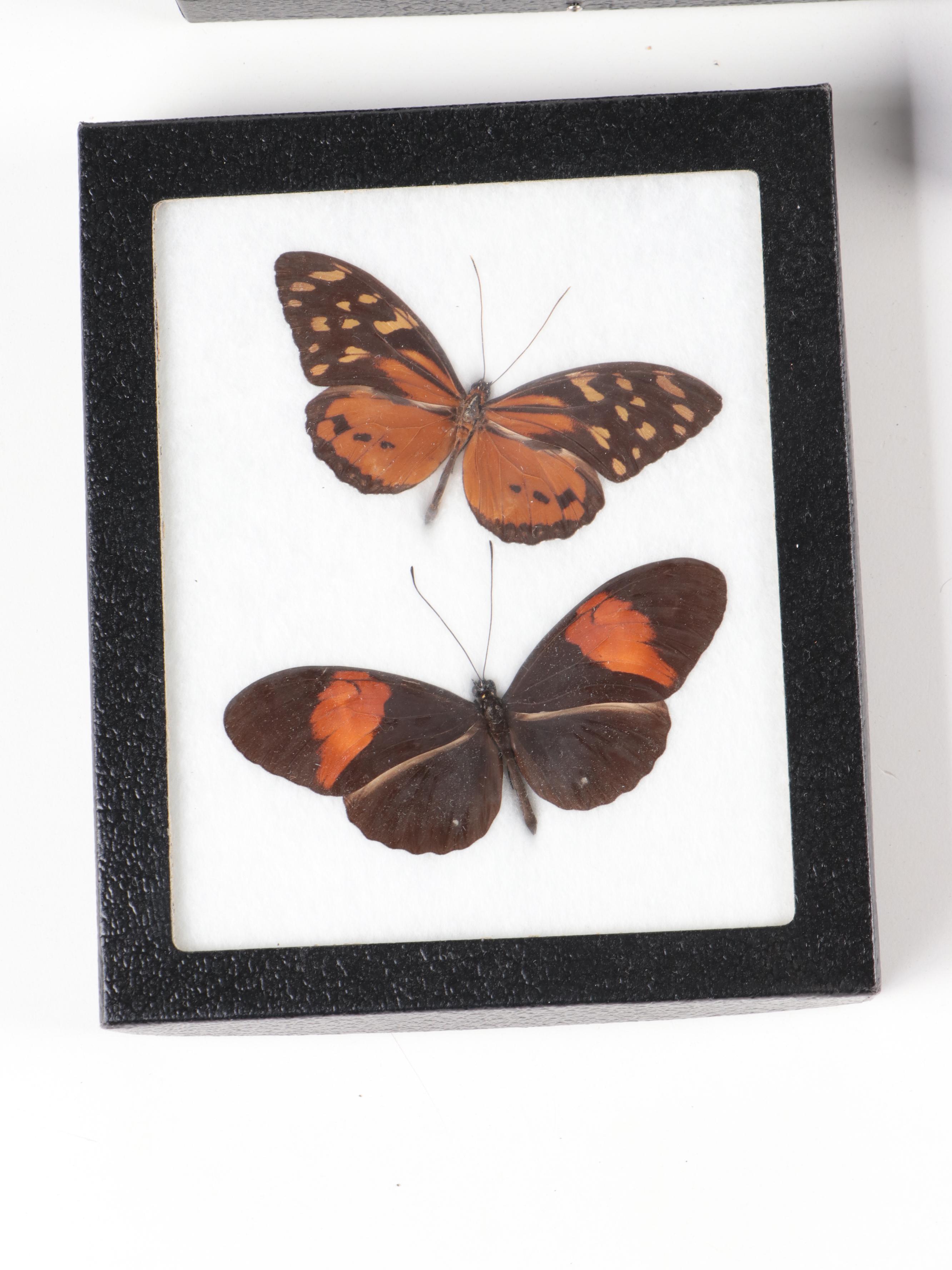 Neotropical and Southeast Asian Taxidermy Butterfly and Moth Specimens