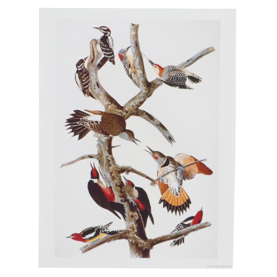 Giclée of Woodpeckers After John J. Audubon