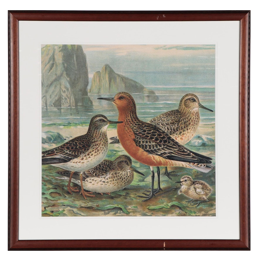 Giclée of Sandpipers on Beach, 21st Century