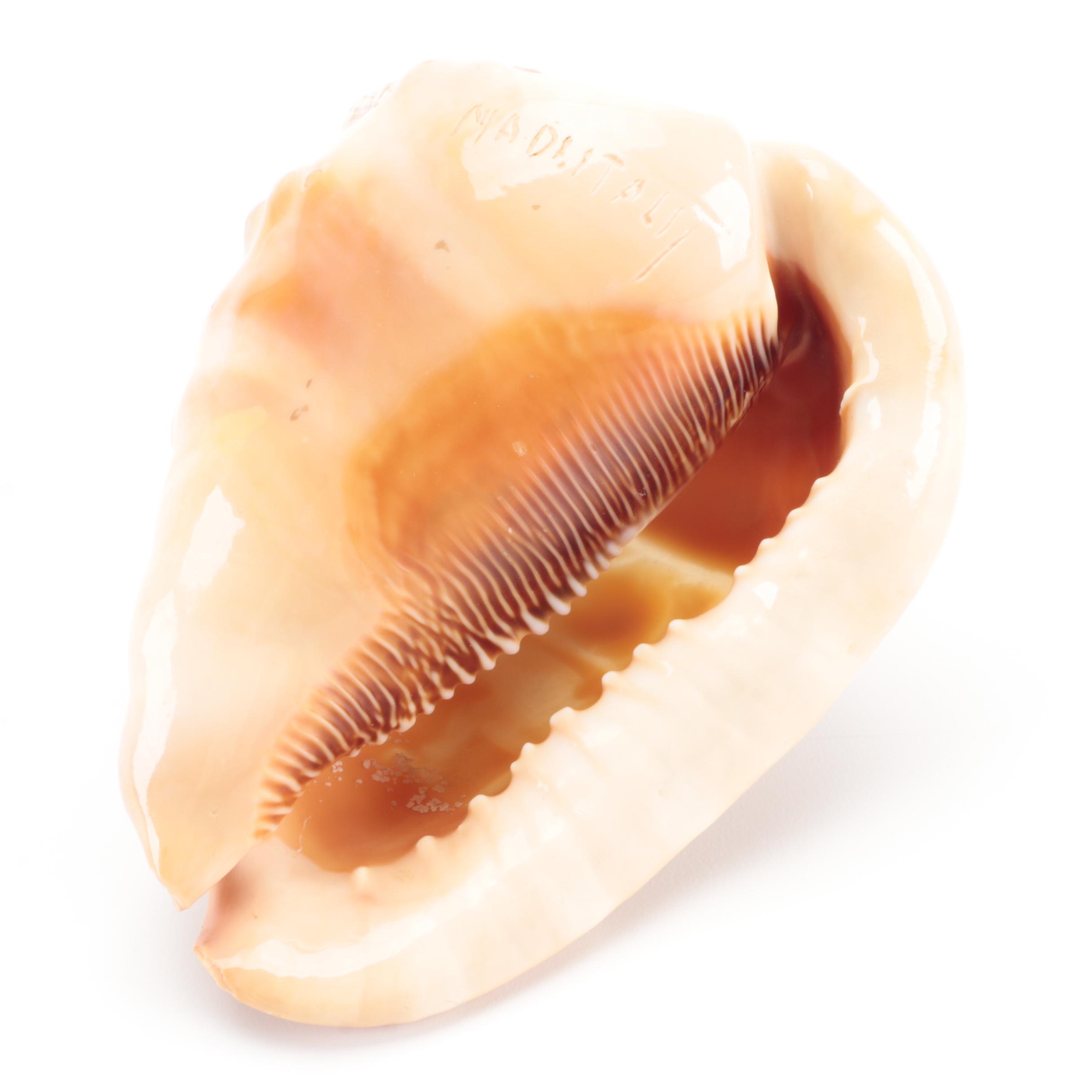 Italian King Helmet Conch Shell Carved Cameo, 20th Century | EBTH