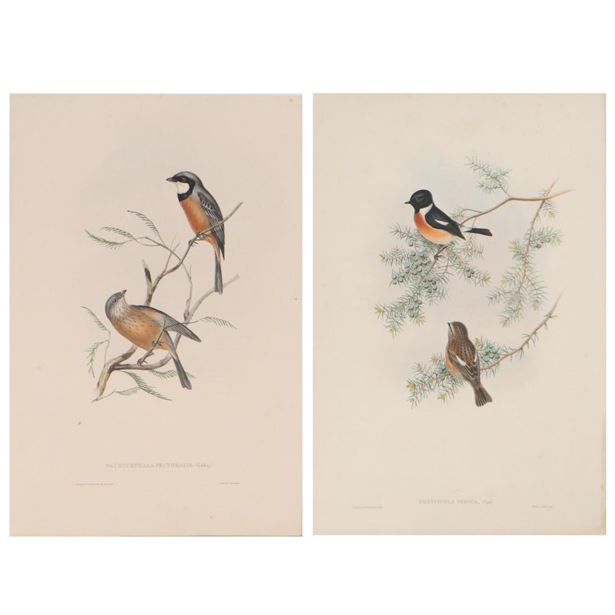 Ornithological Chromolithographs After John Gould from "Birds of Australia"