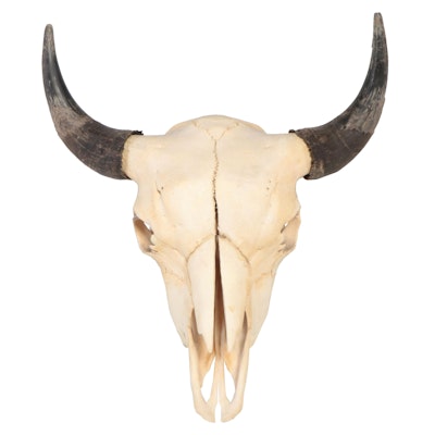 Bovine Skull with Horns, Wired for Hanging