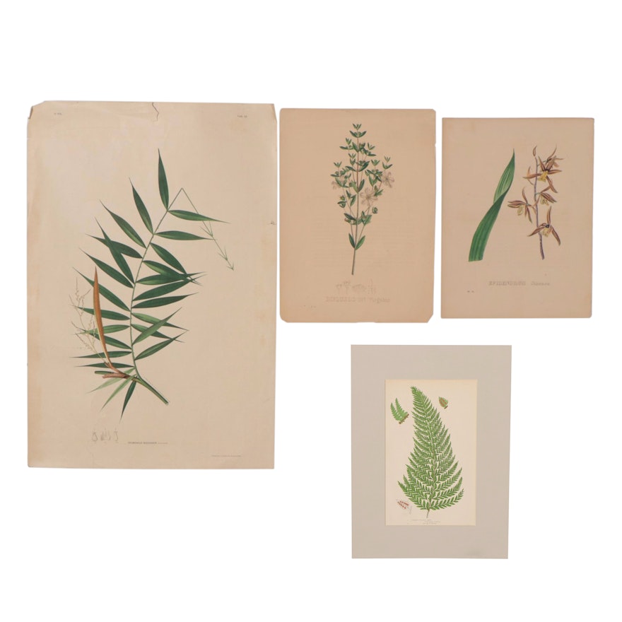 Color Lithographs of Botanical Studies