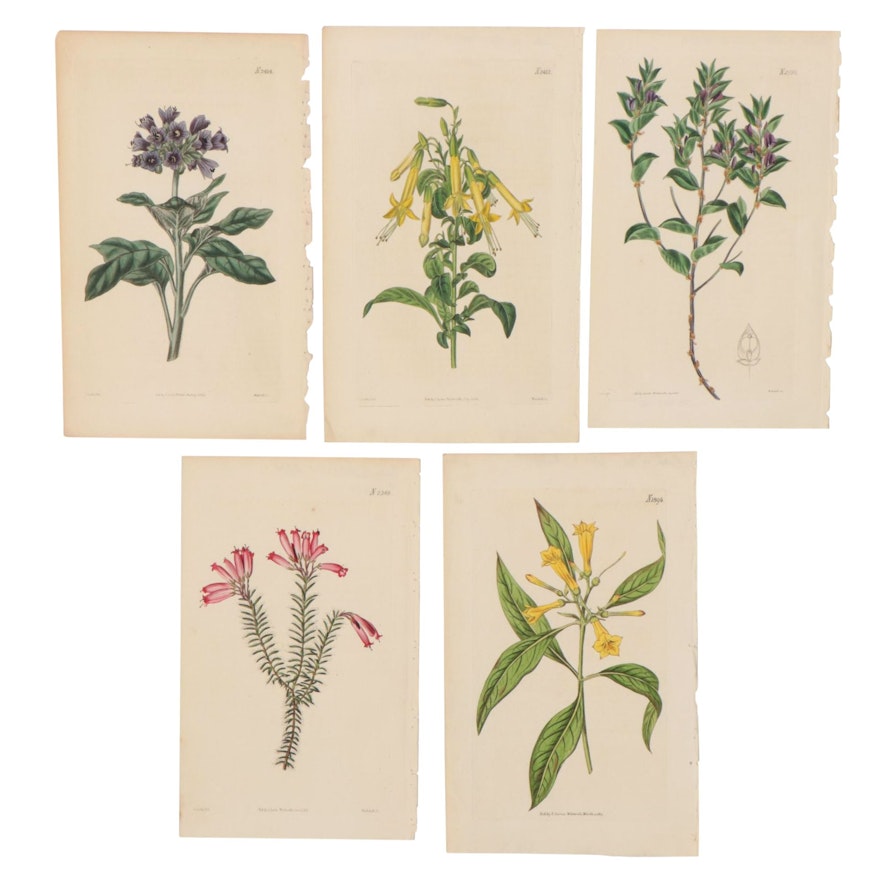 Weddell Hand-Colored Botanical Engravings