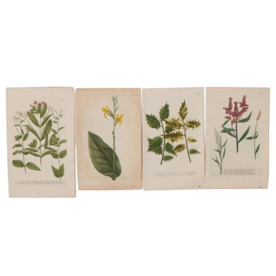 Botanical Hand-Colored Etchings After Johann Wilhelm Weinmann