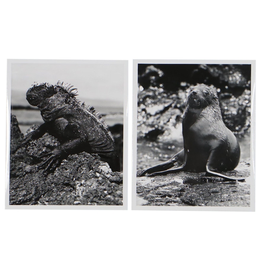 Grant Haist Wildlife Silver Print Photographs of Galapagos Island Wildlife