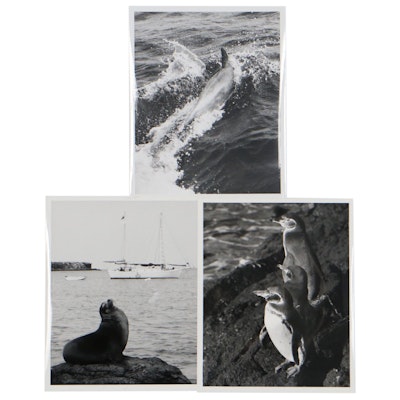 Grant Haist Wildlife Silver Print Photographs of Galapagos Island