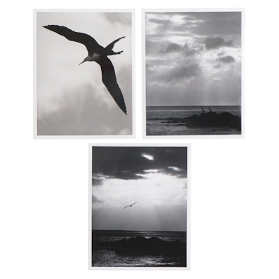 Grant Haist Silver Gelatin Prints of Galapagos Wildlife