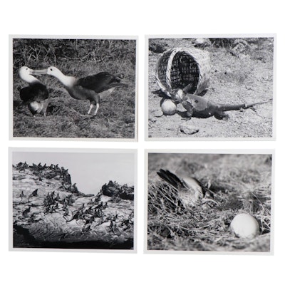 Grant Haist Silver Gelatin Prints of Galapagos Wildlife