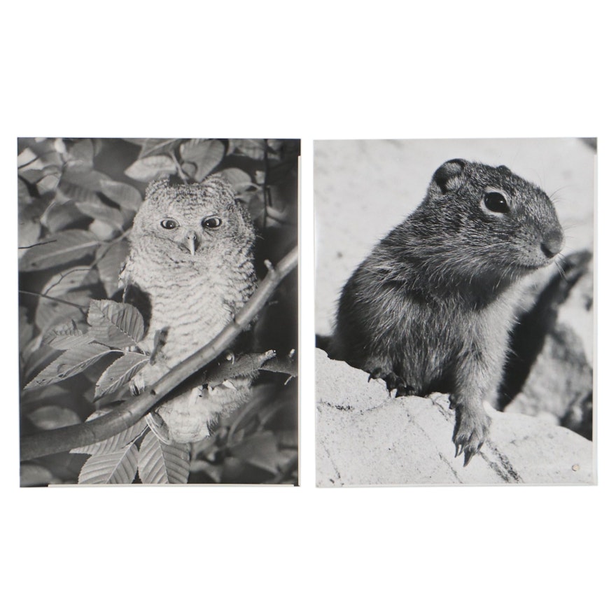 Grant Haist Wildlife Silver Print Photographs, Late 20th Century