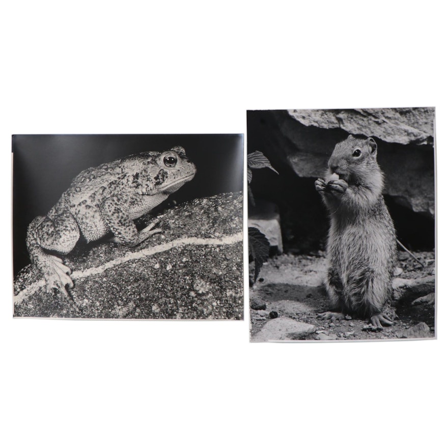 Grant M. Haist Silver Print Photographs of Animals