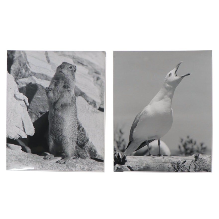 Grant Haist Silver Gelatin Photographs of Prairie Dog and Seagull