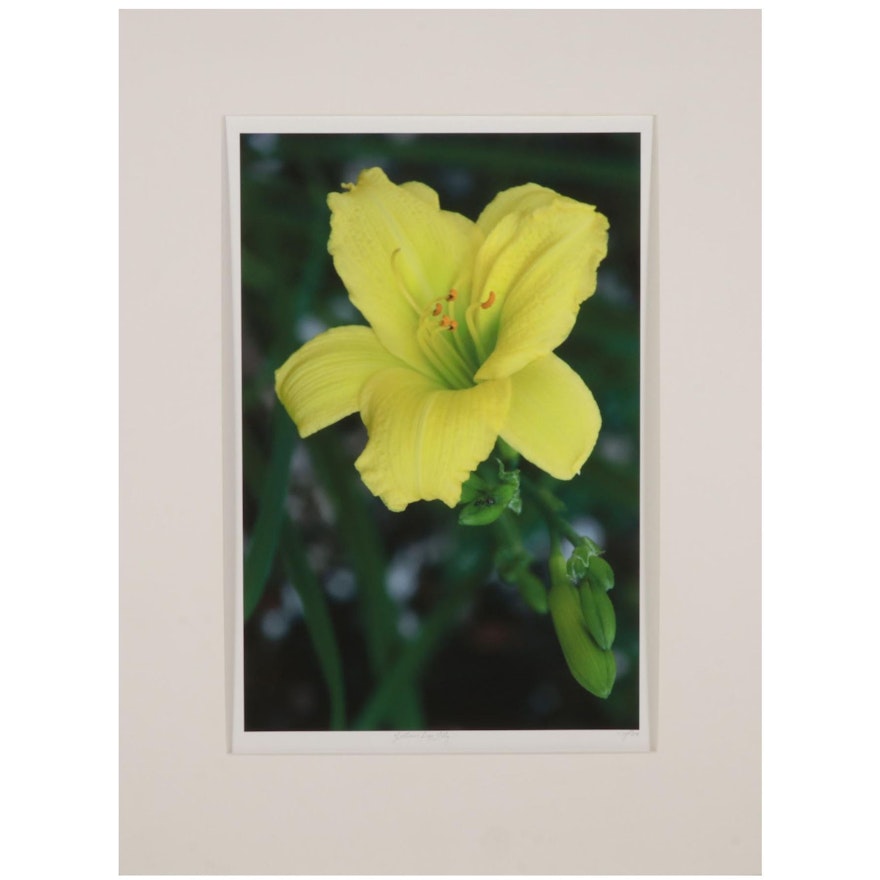 Mark Panza Digital Photograph "Yellow Day Lily," 2009