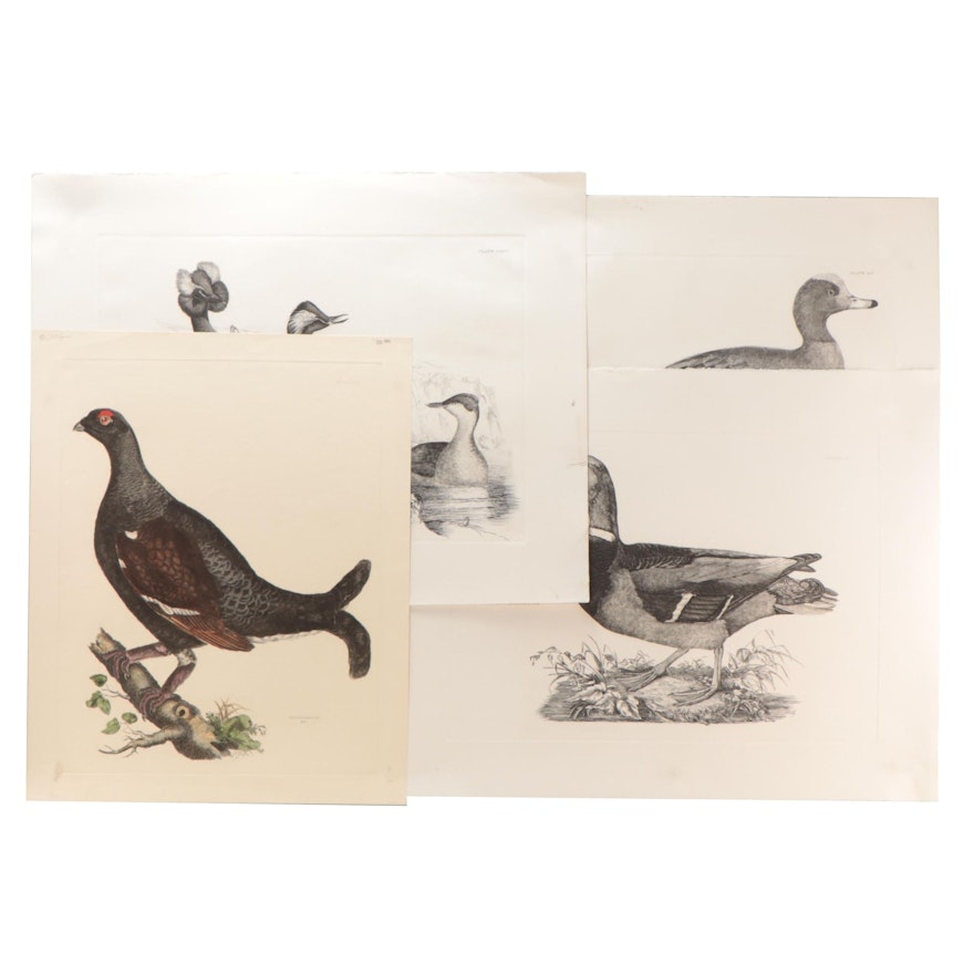 Etchings After Prideaux John Selby of Birds