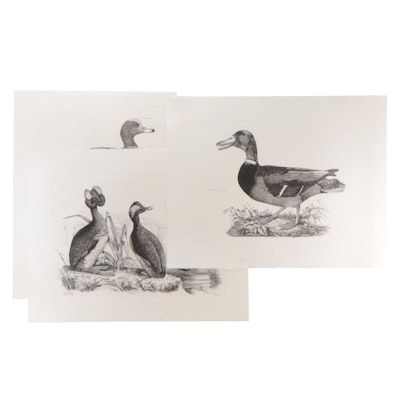 Etchings After Prideaux John Selby of Ducks