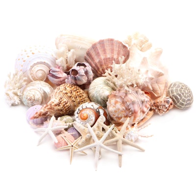 Knobby Starfish, Atlantic Triton, Scallop, Barnacle, Alfonso Urchin, Coral, More