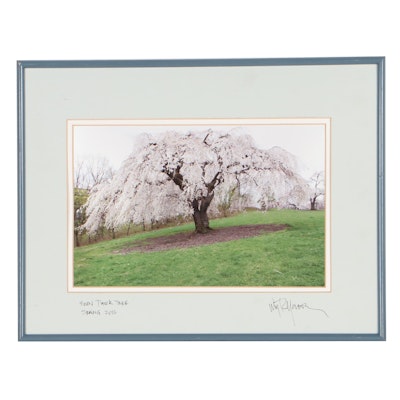 William R. Montgomery Chromogenic Photograph "Eden Park Tree," 2016