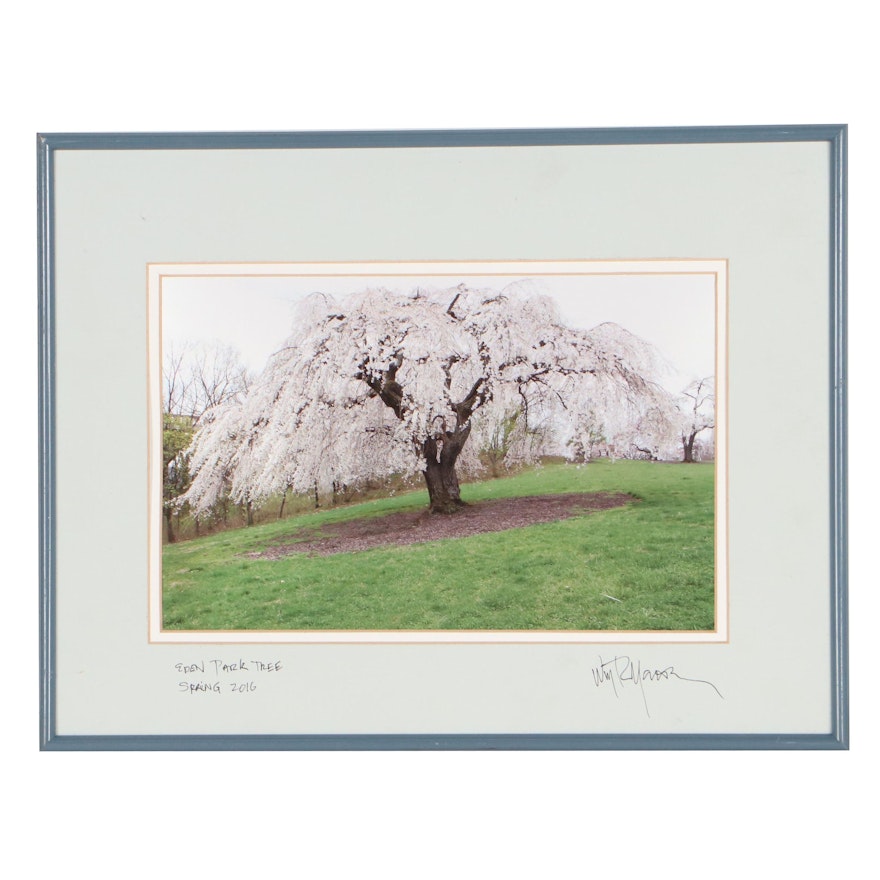 William R. Montgomery Chromogenic Photograph "Eden Park Tree," 2016