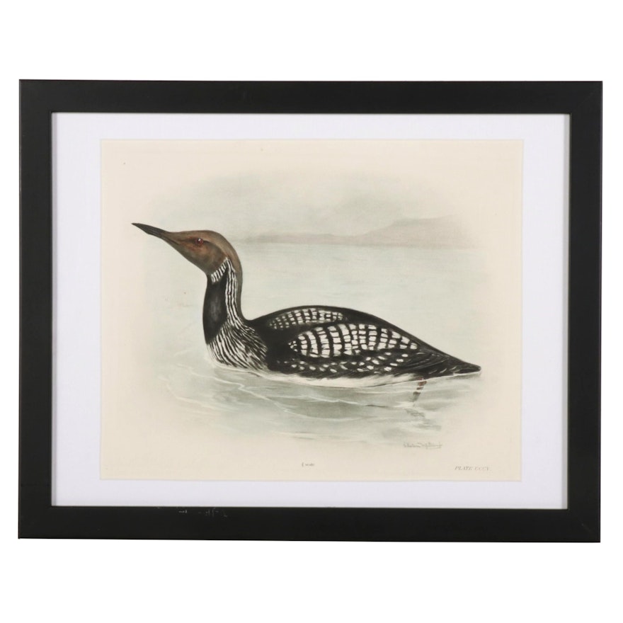 Lilian Medland Hand-Colored Lithograph "The Black-Throated Diver," Circa 1911
