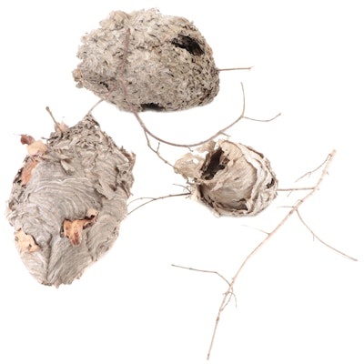 Large Bald Faced Hornet Nests