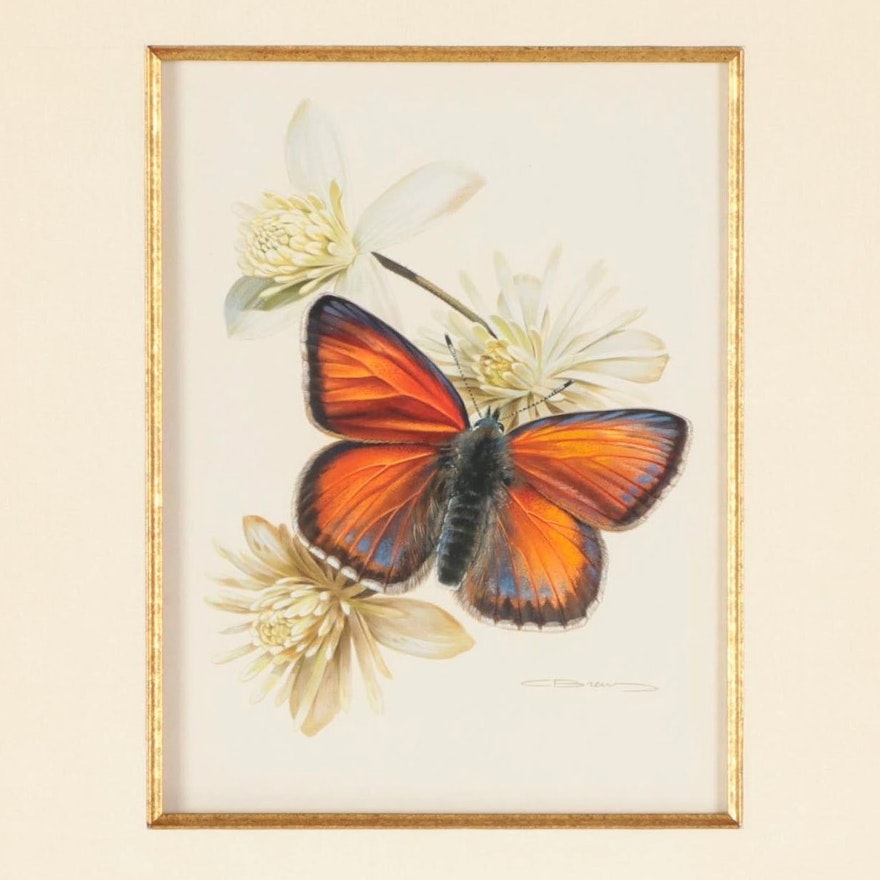 Carl Brenders Gouache Painting of Purple-Edged Copper Butterfly