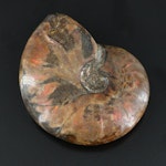 Loose Fossilized Ammonite