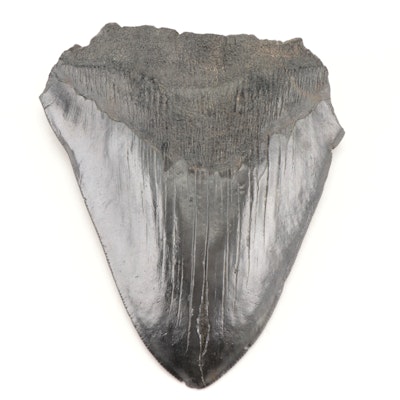 Megalodon Tooth Fossil Specimen