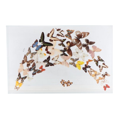 De Young Butterfly Taxidermy Composition Mounted in Acrylic Display