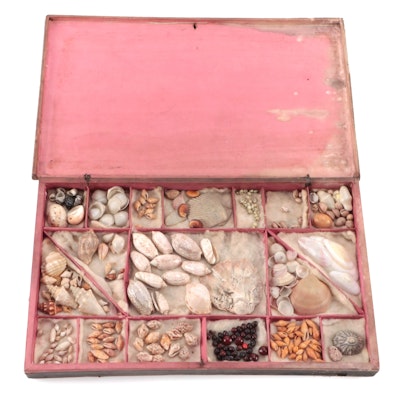 Boxed Victorian Shell and Seed Collection, 19th Century
