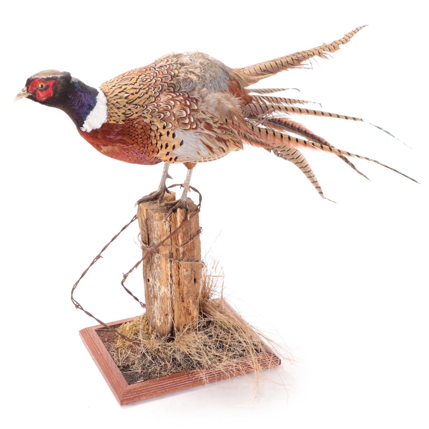 Taxidermy Ring-Necked Pheasant Full Body Mount on Landscaped and Barbed Stump