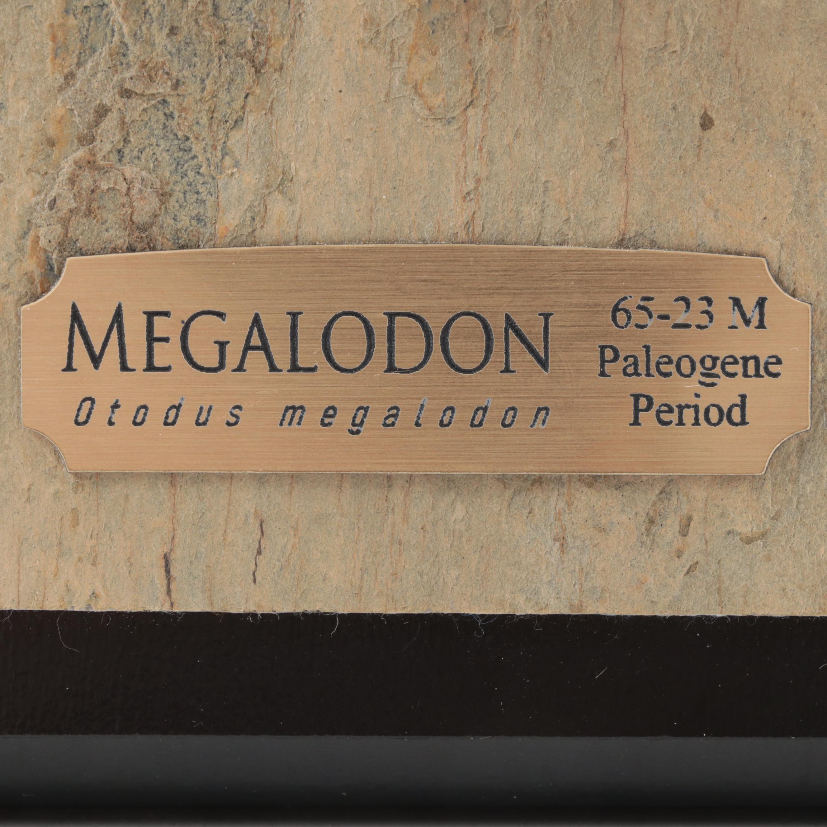 Fossilized Megalodon Tooth Specimen on Wall Display Plaque | EBTH